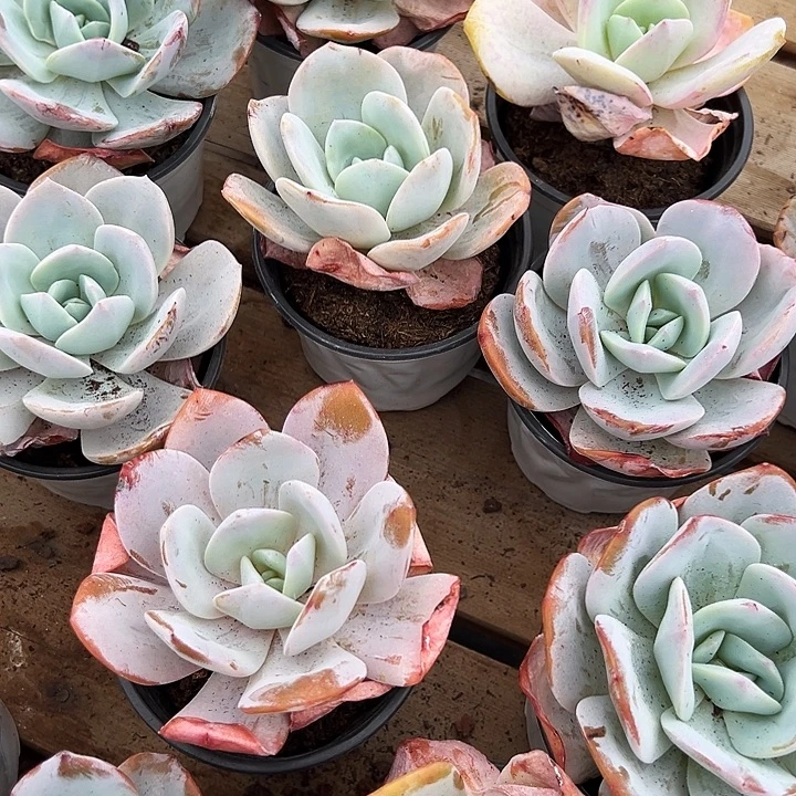 奶茶         福利多多