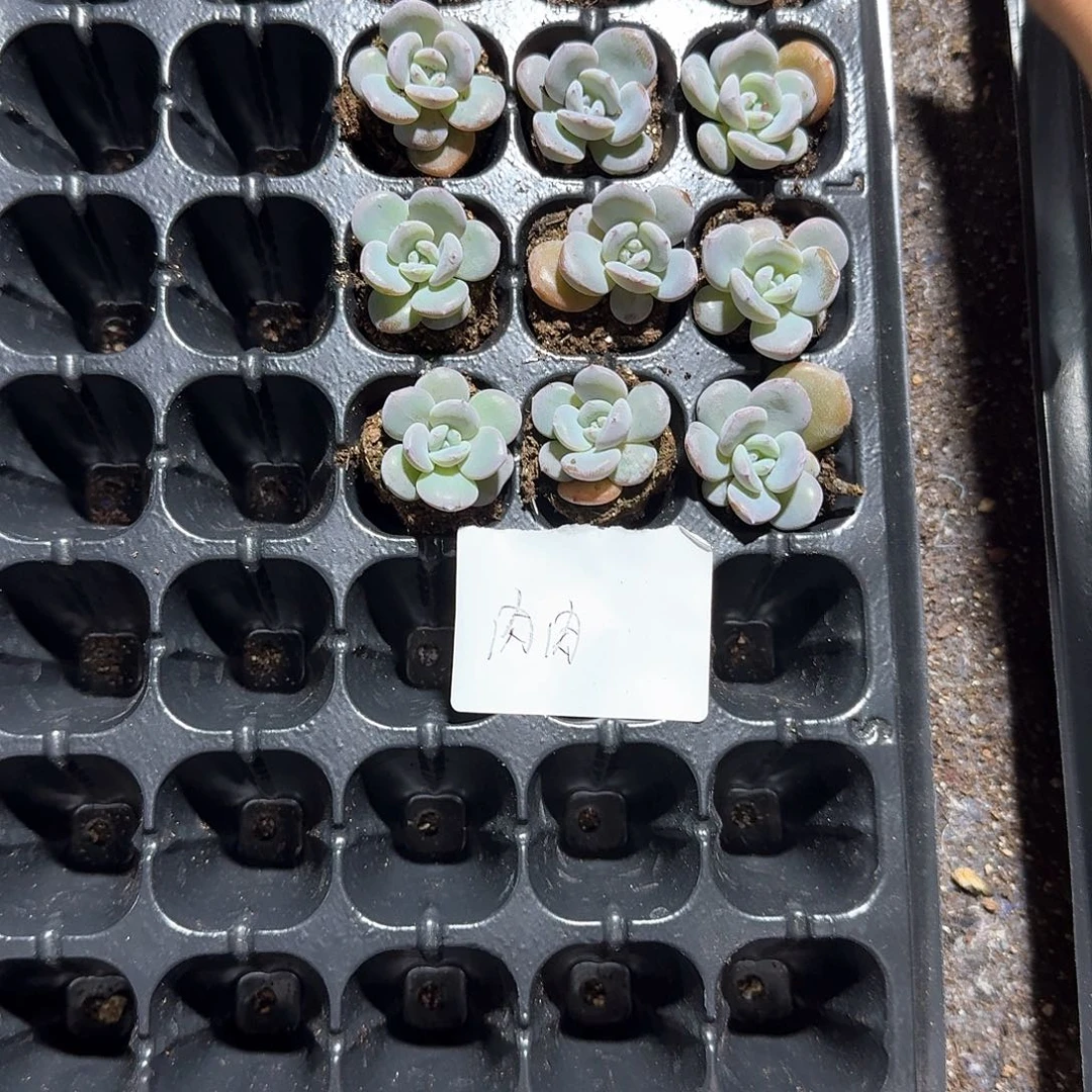 肉肉一物一拍专拍
