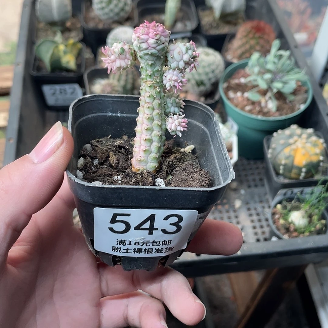 543白桦麒麟（满18包邮）