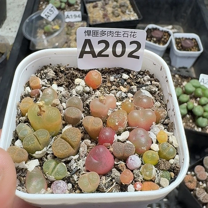 202多肉植物多肉植物