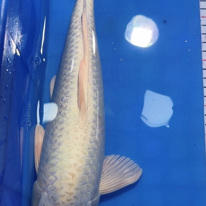 锦鲤锦鲤锦鲤好养