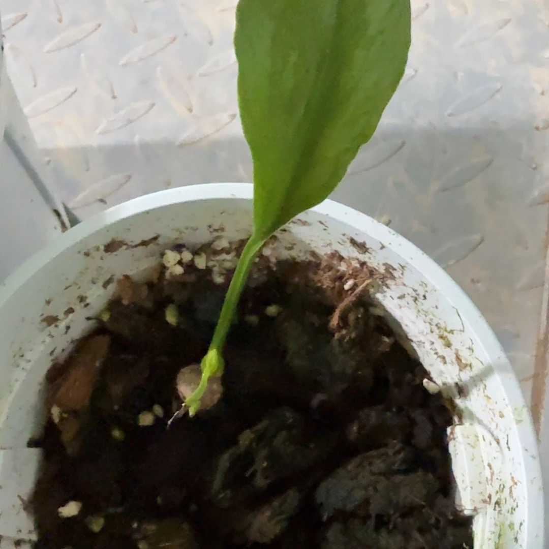大***豆无花朵龟背竹一物一拍