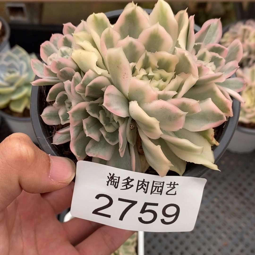 紫蝴蝶锦多肉植物2759
