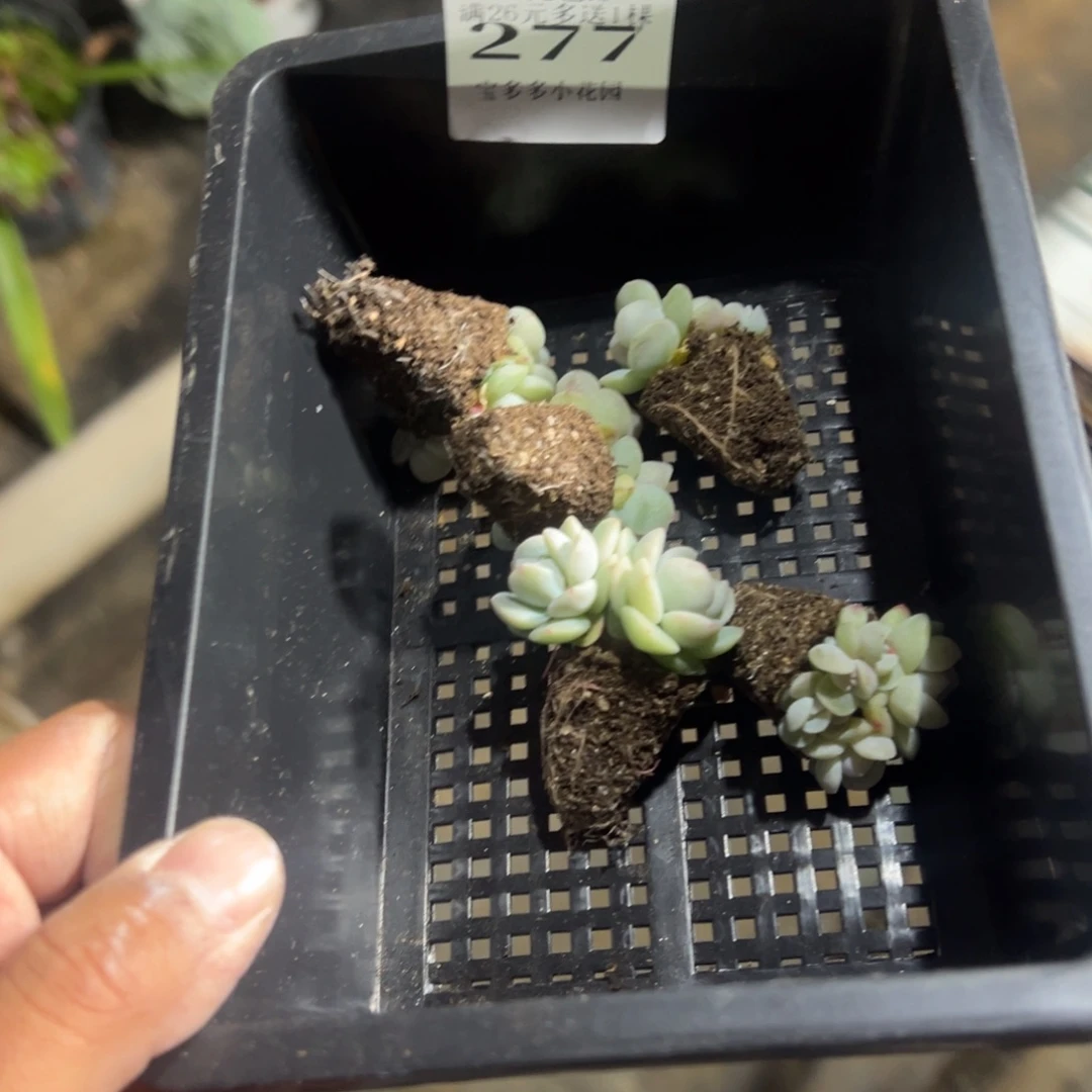 程***十277号冰玉群5颗一物一拍