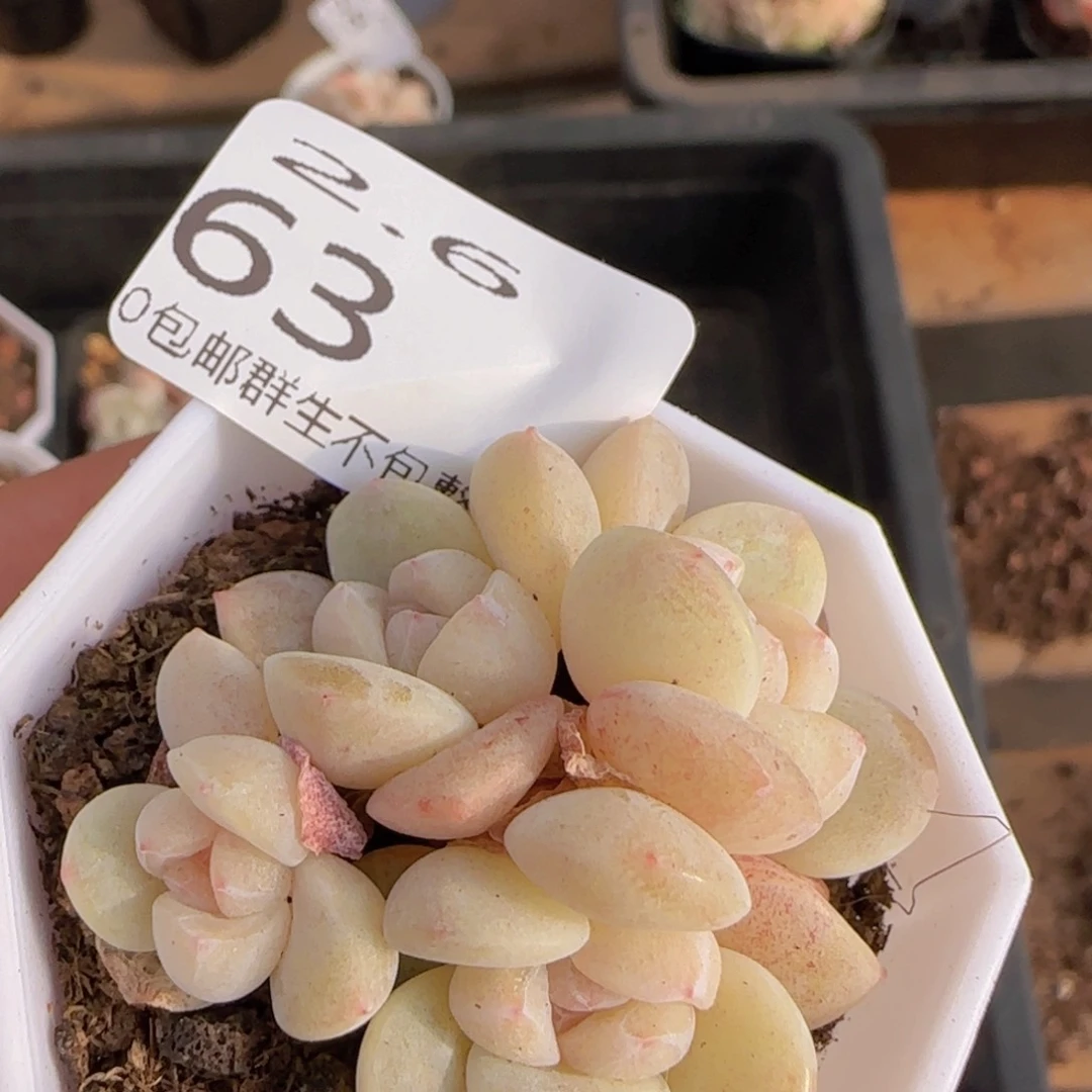 四头小脸冰玉一颗