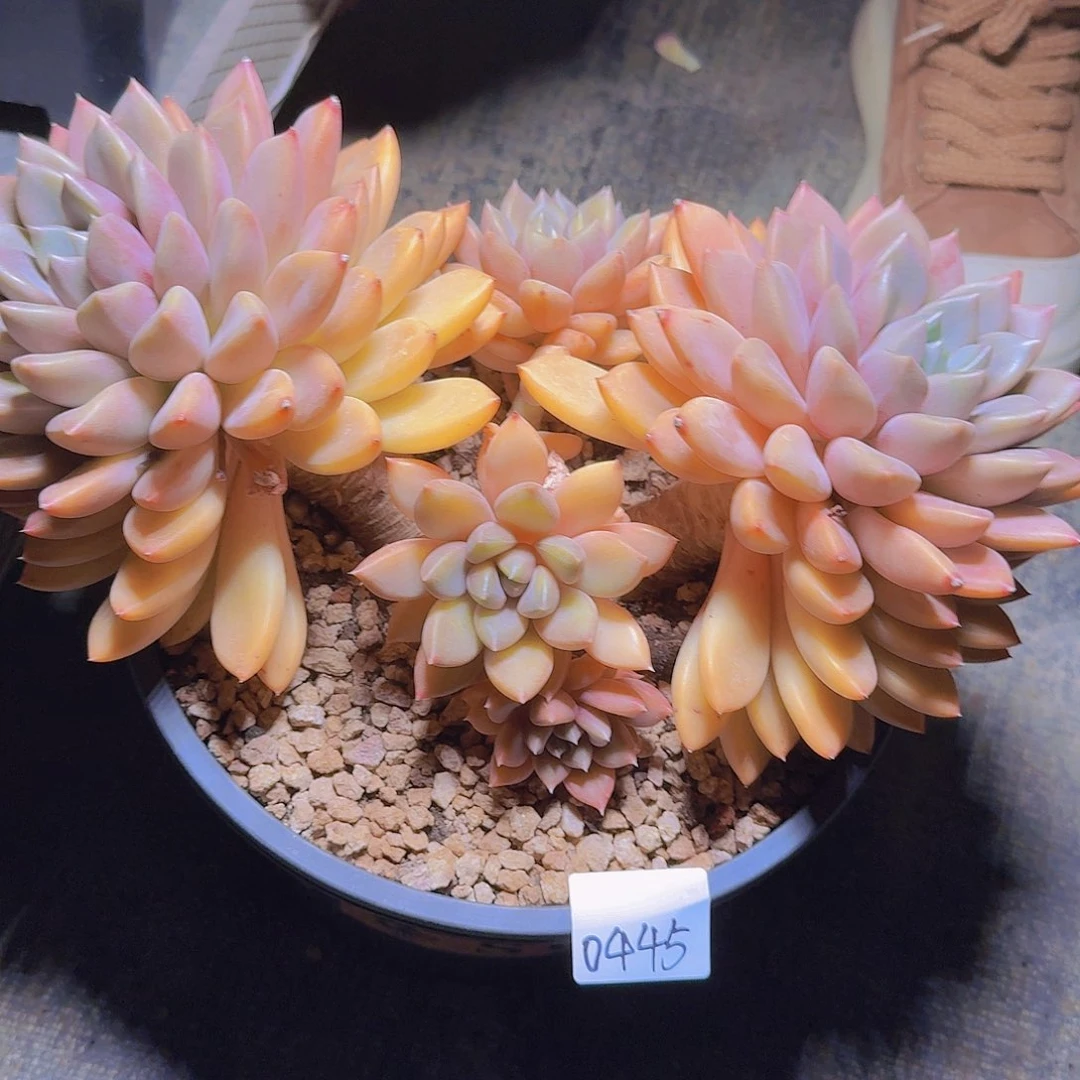 靠***人0445象牙多肉植物