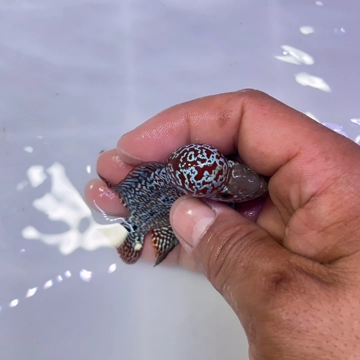 浮***淡罗汉鱼288//////////