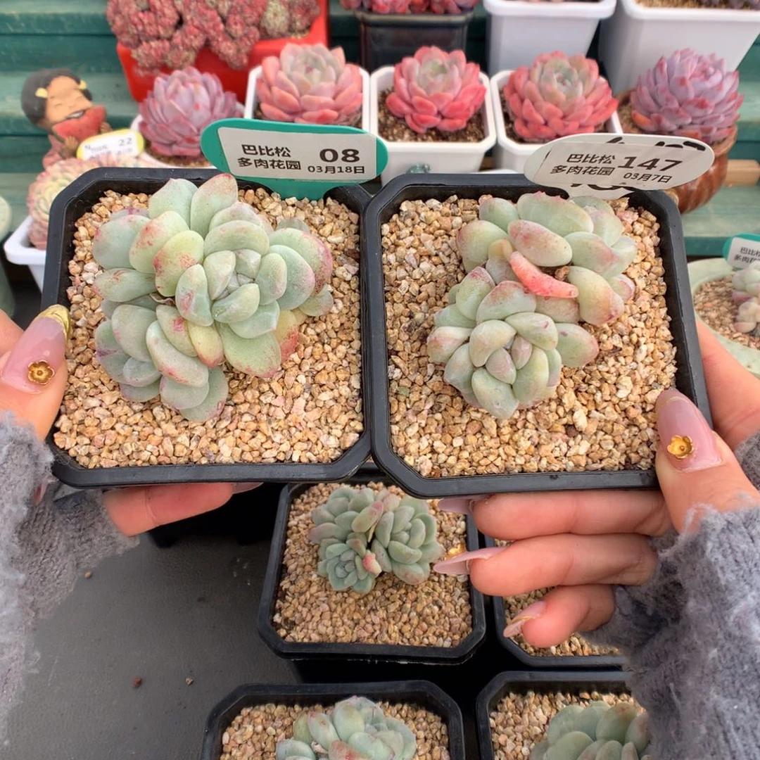 雪*花08-147两个冰玉石化多肉植物