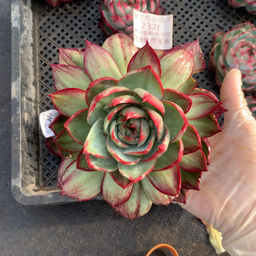 颖***2321一物一拍16厘米