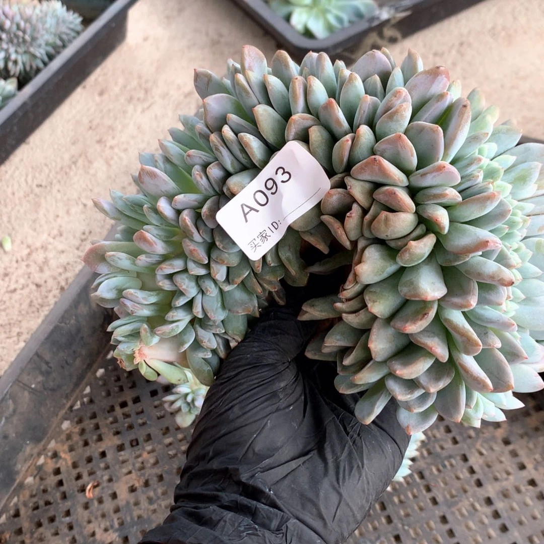 A093 瑕疵 售后范围：签收起7天内