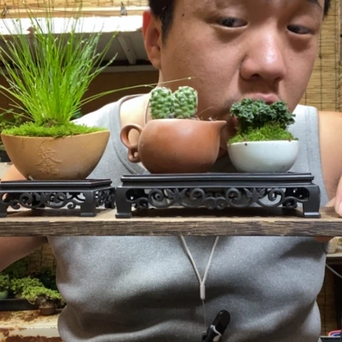 红陶一物一拍所见即所得191