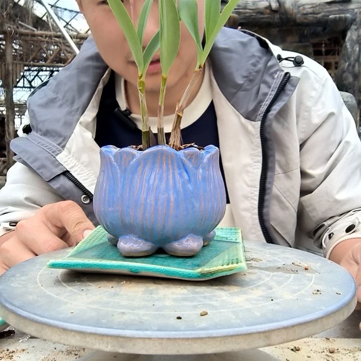 幻*小盆景小植物一物一拍57