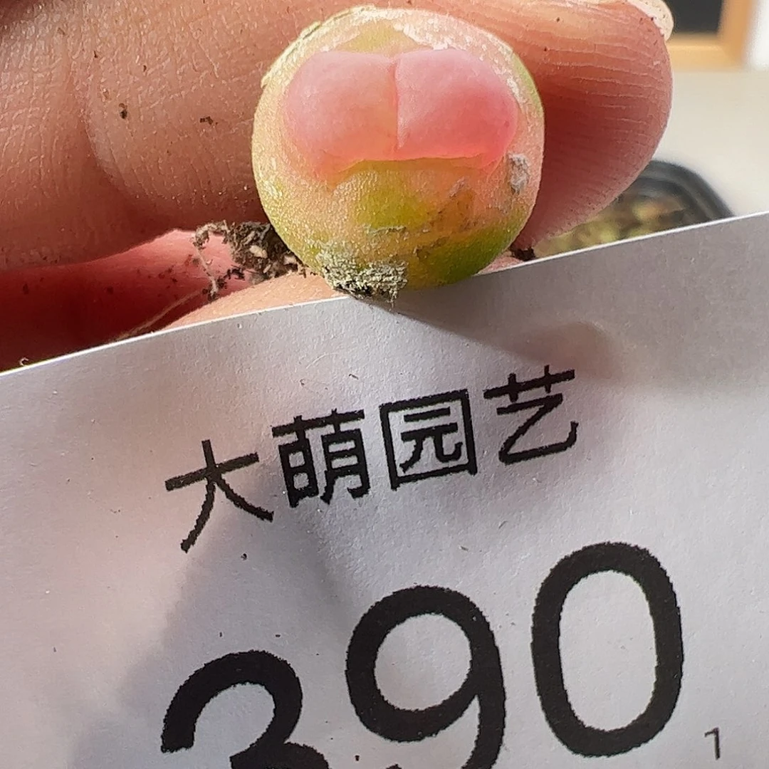 0000390 一物一拍……