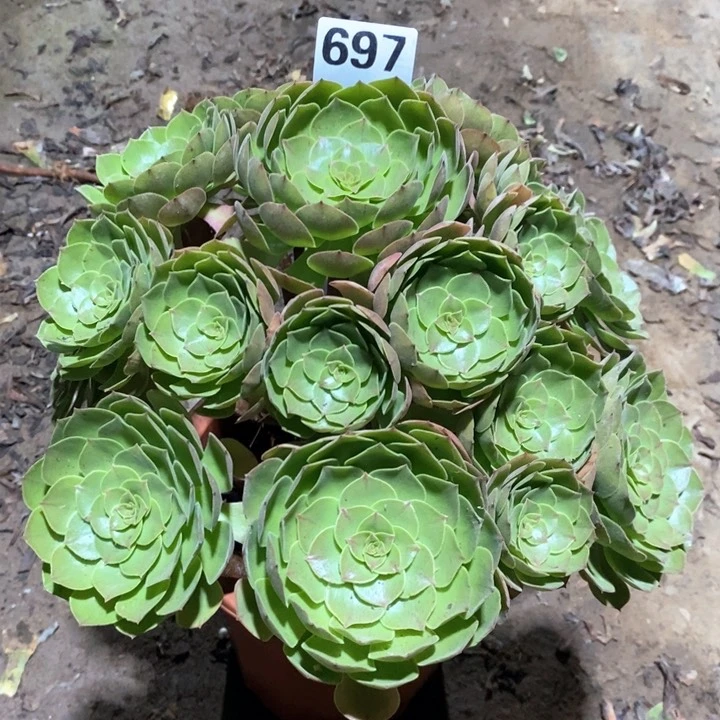 法师植物一物一拍697