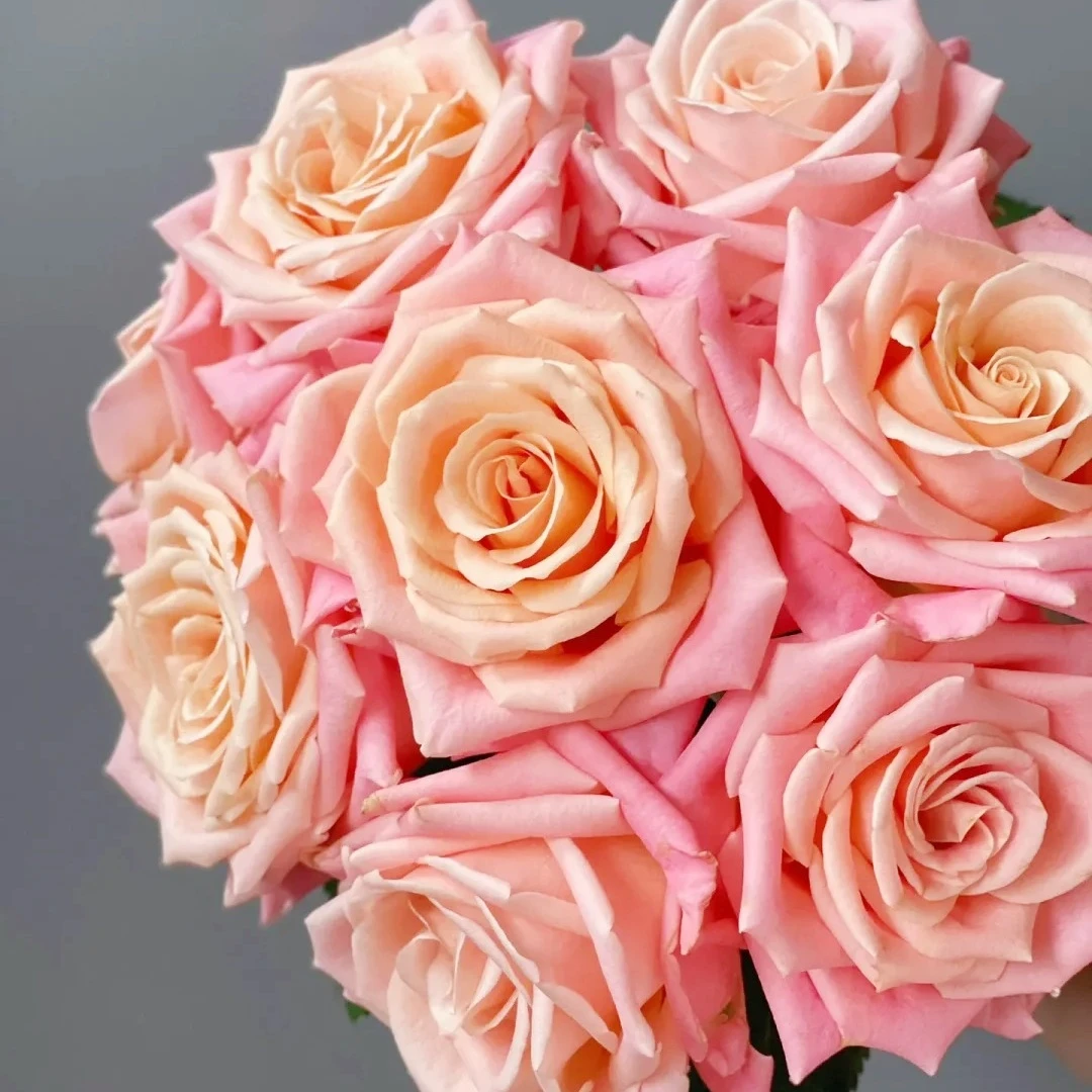 【云南花之物语】 朱小姐玫瑰 包邮