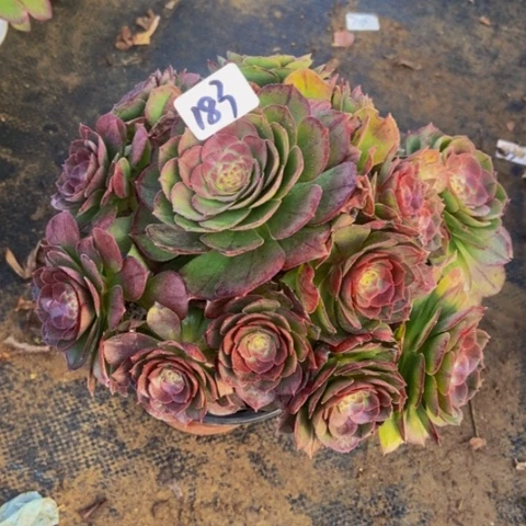红心万圣节造型桩183多肉不包断