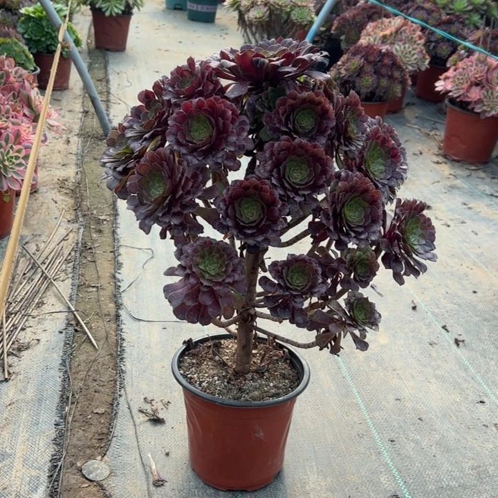 52红铜壶中多肉多肉