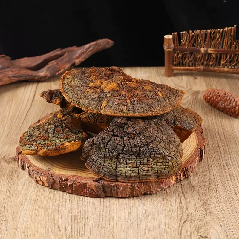 高山精选干货桑黄 250g 王先森专属