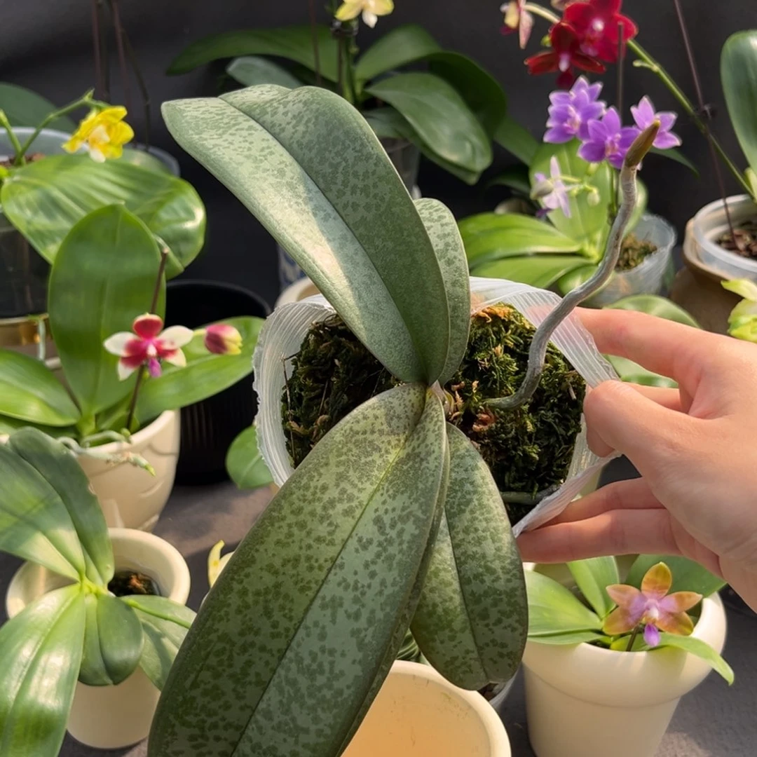 无花朵3.5寸微笑天鹅苗