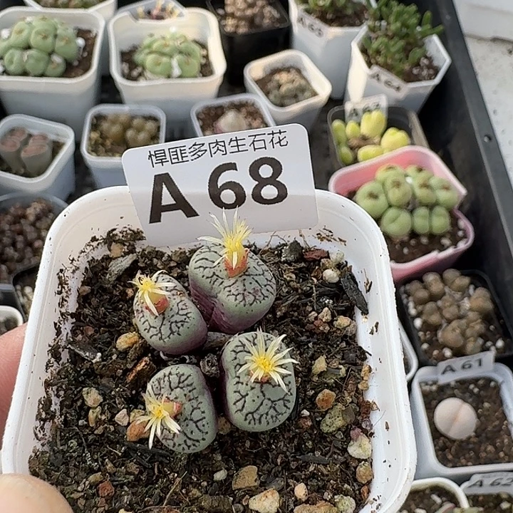 68多肉植物多肉植物