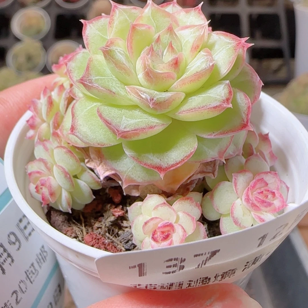 l***a花语多肉1209-137撒