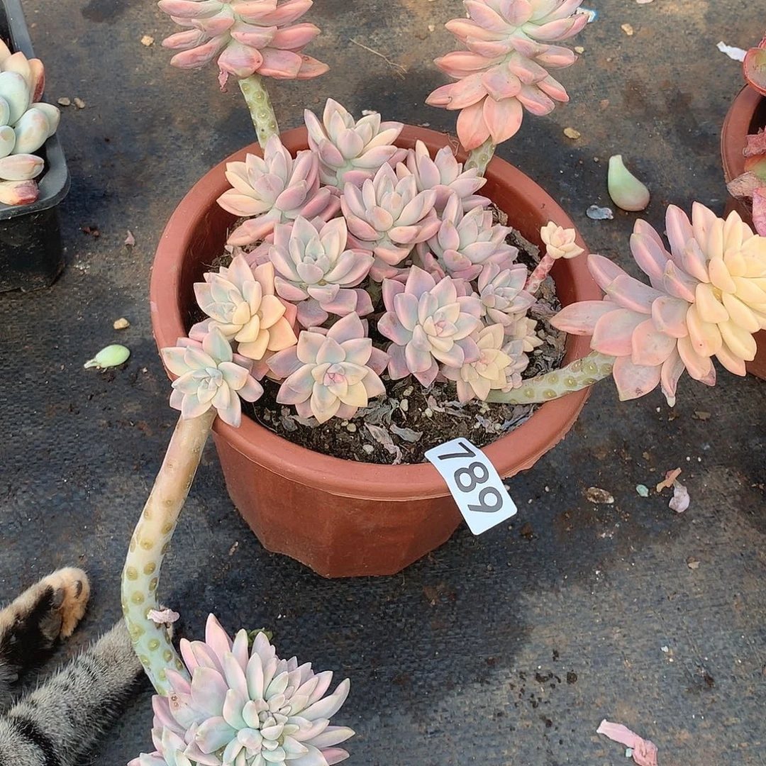 789淡雪锦一物一拍多肉