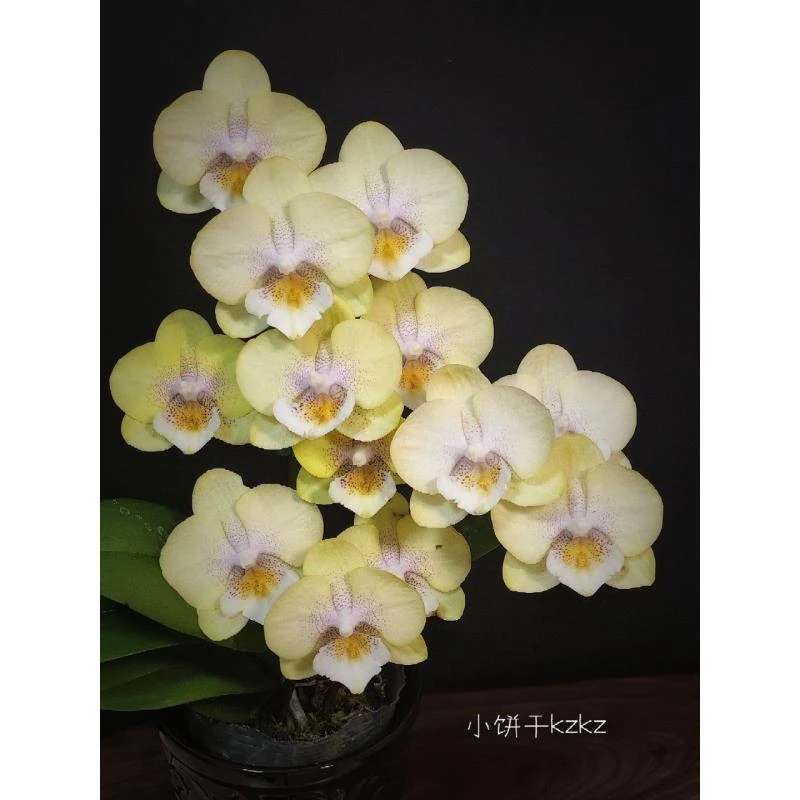 爆多花剑3.0大杯 2个花剑【爆米花蝴蝶兰】花期久阳台客厅书房