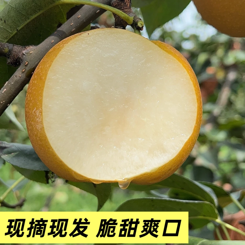 九华山下秋月梨新鲜现摘现发脆甜多汁