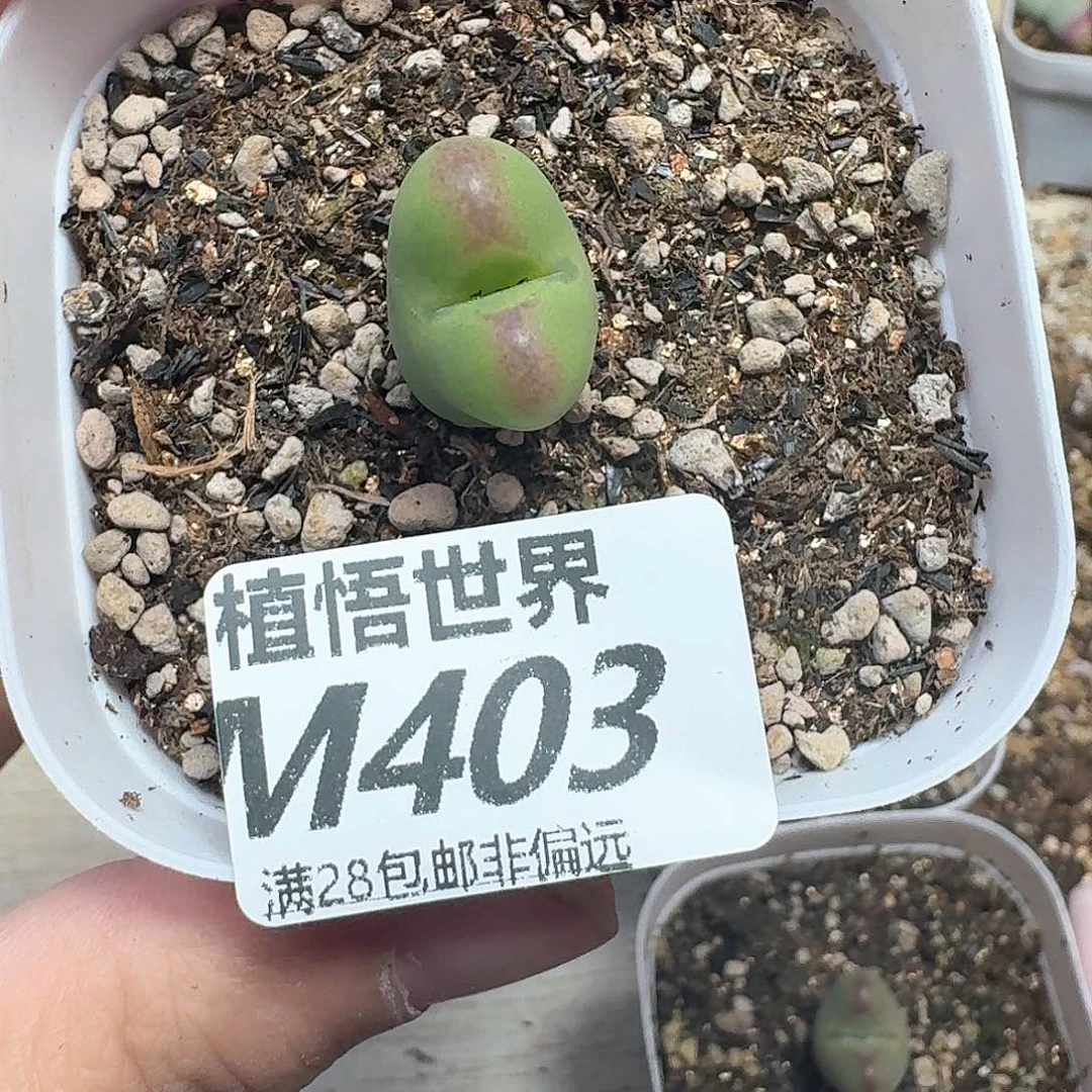 多肉植物的润泽和