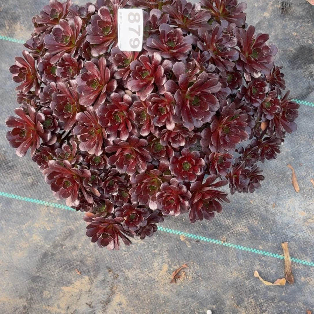 879黑珍珠多肉植物发货