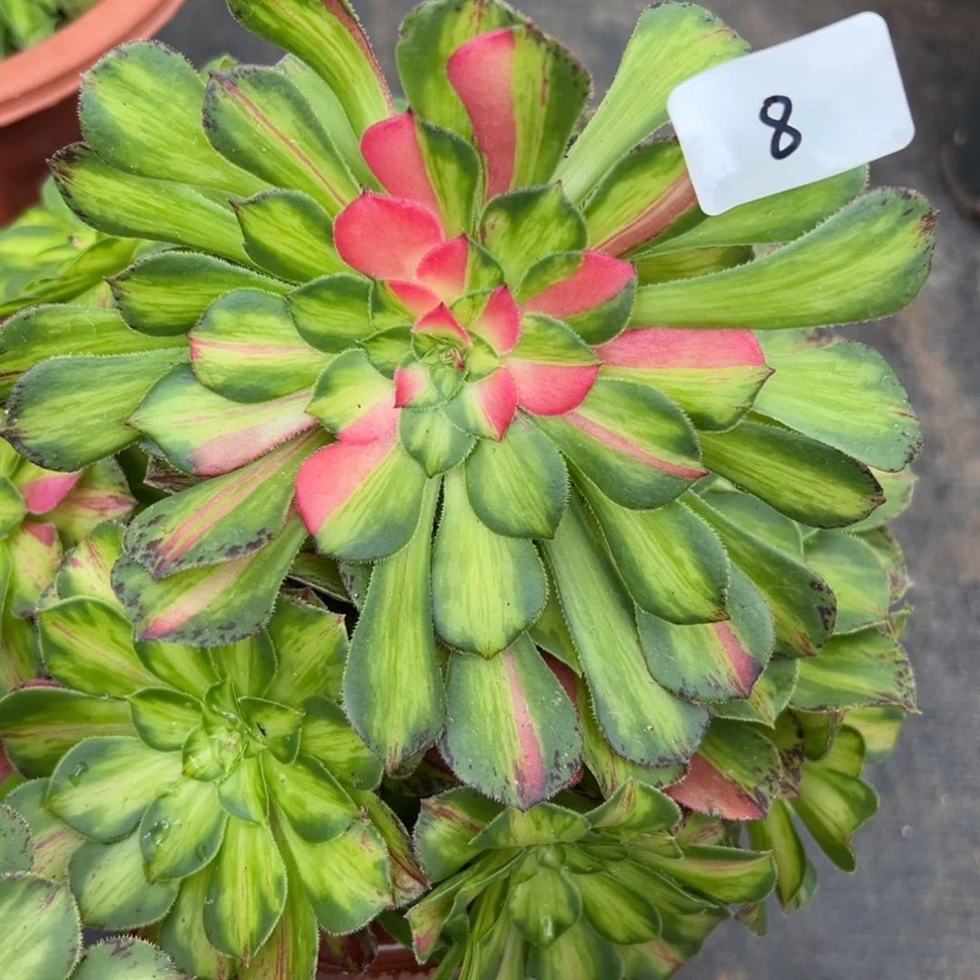 8知否多肉植物系