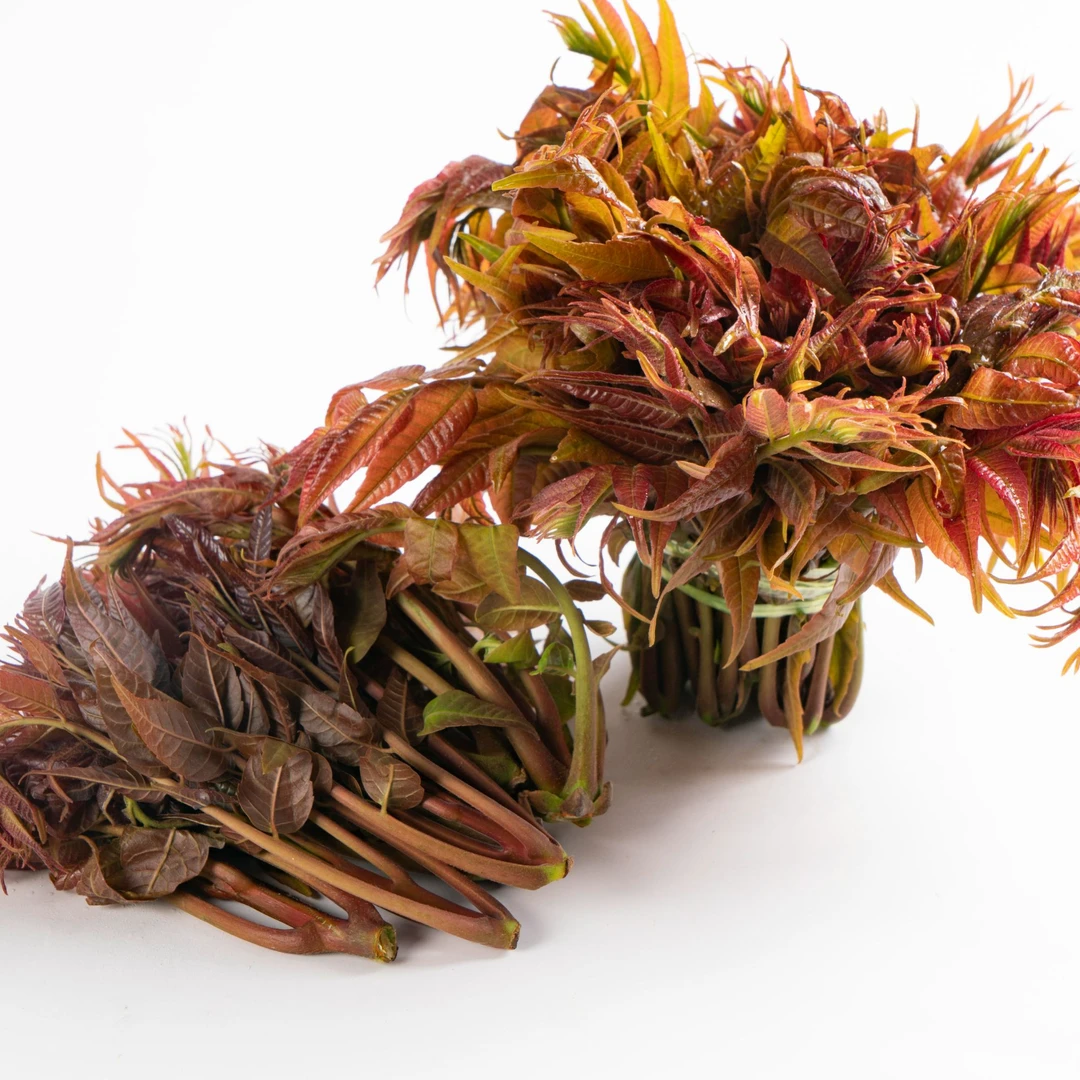 贵州高山种植四季香椿芽菜/开水先焯水1-2分钟过凉水切碎加工食用
