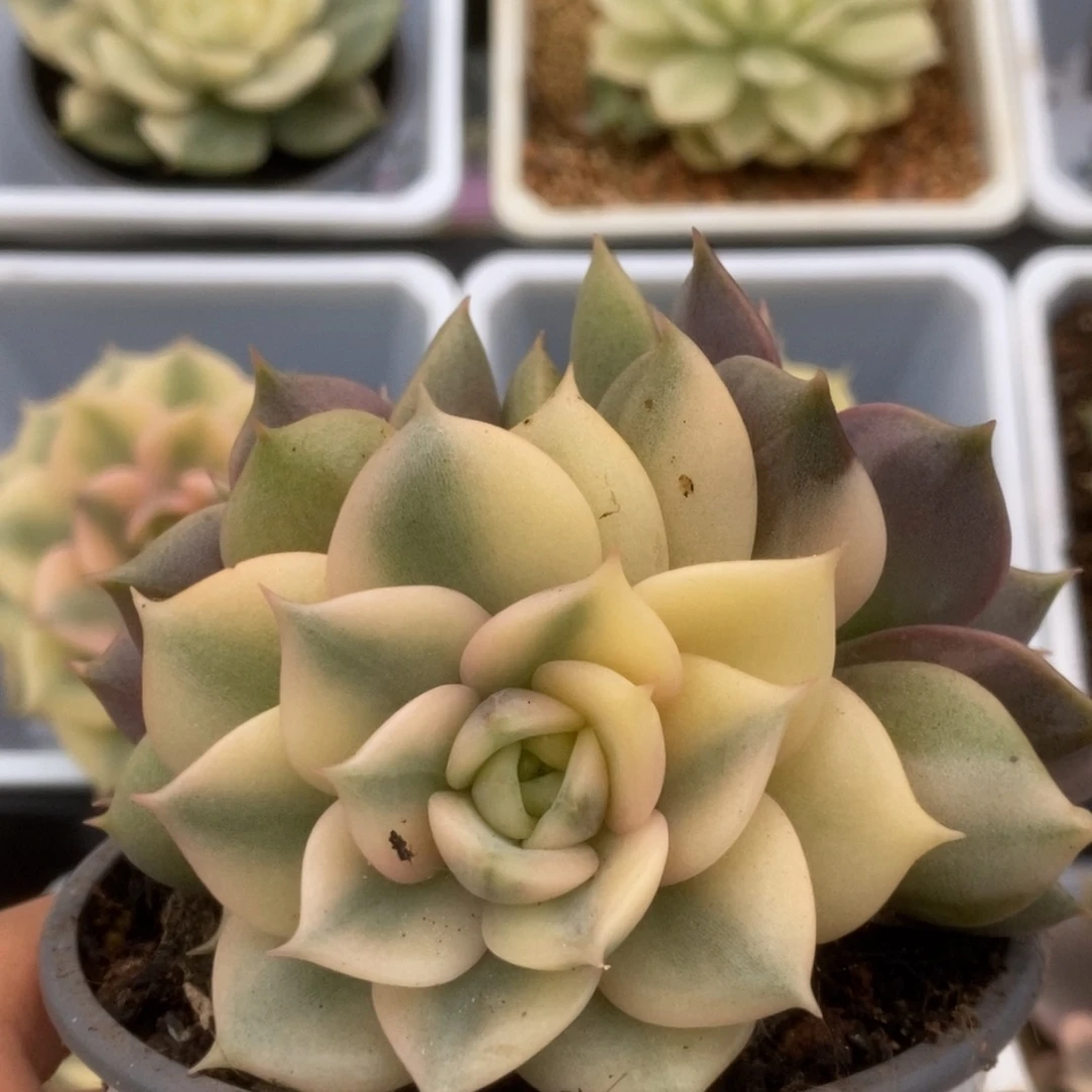 306贝加尔湖锦锦锦锦锦锦锦