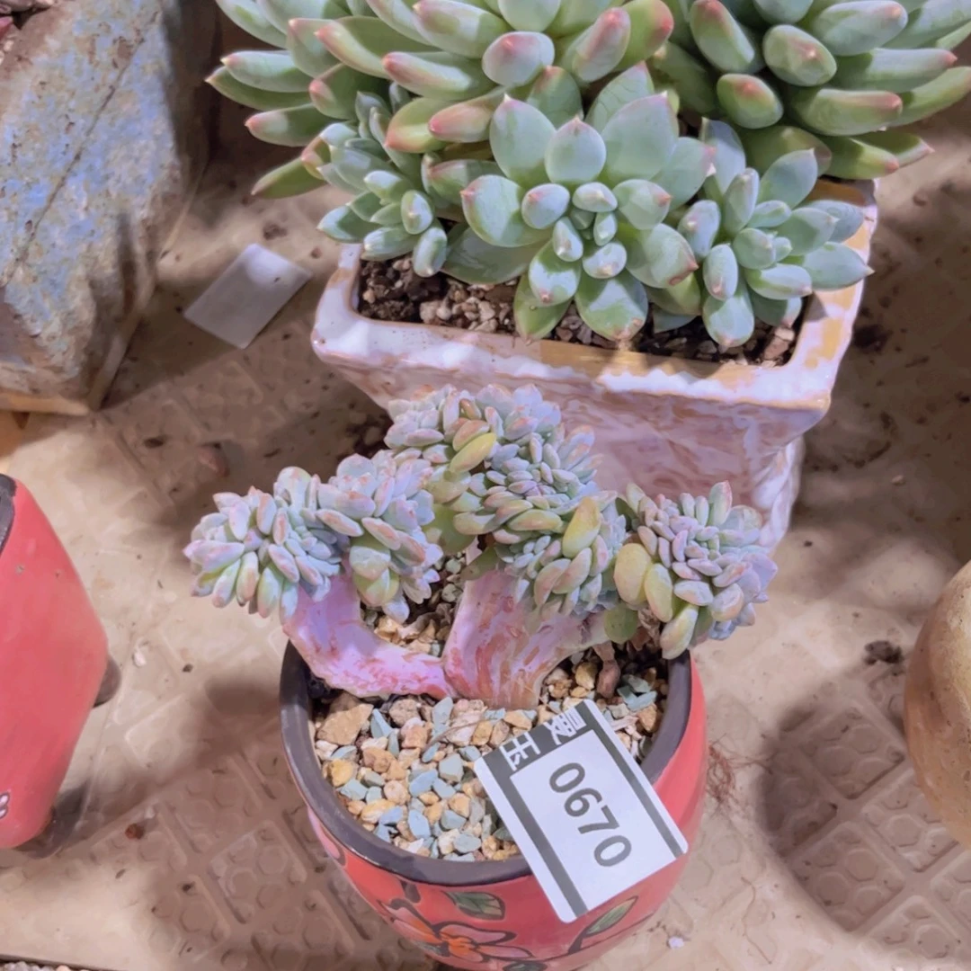 梦之雪缀多肉植物0670