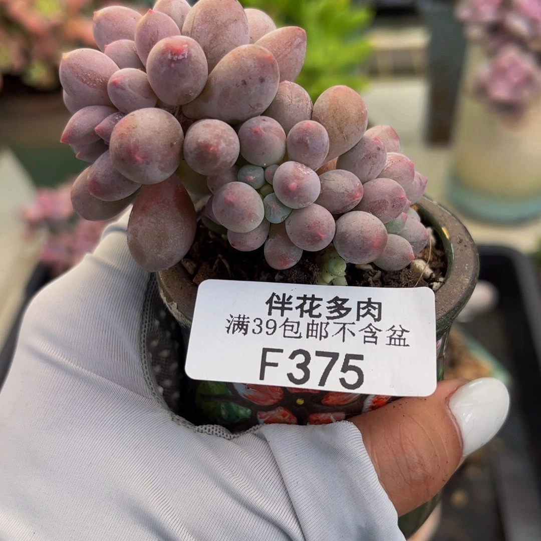 375-香水手指奶酪多肉6cm
