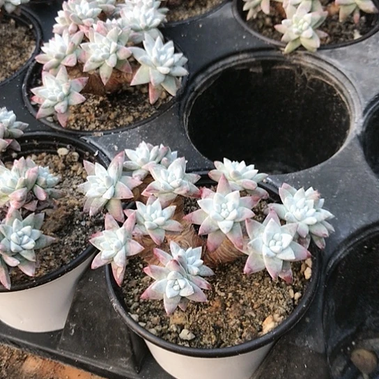 丸叶白菊仙女棒杯