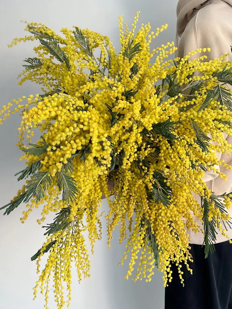 【圣诞花】金合欢  家用高品质水养鲜切花 可做干花 云南鲜花直发
