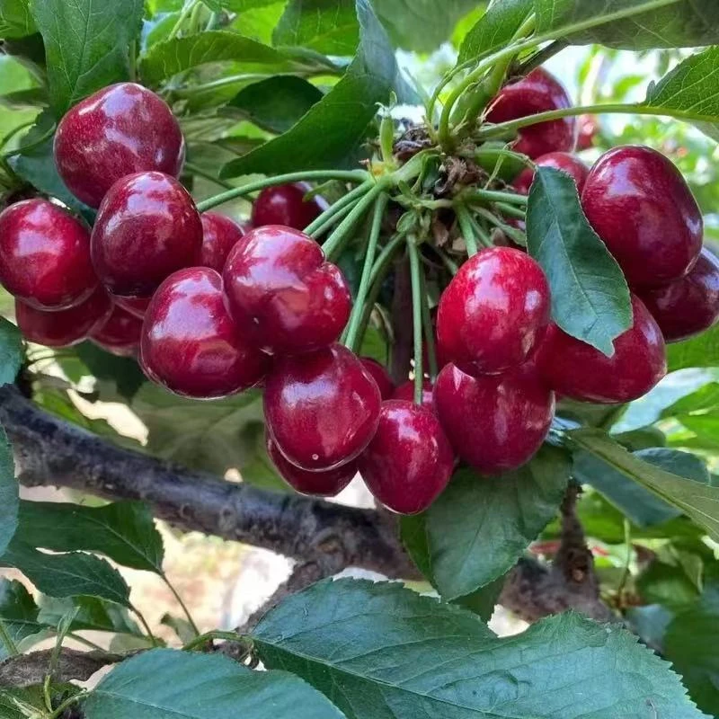 大连美早樱桃 果王4J 1.4斤左右 快递陆运包邮不空运 内附果径卡