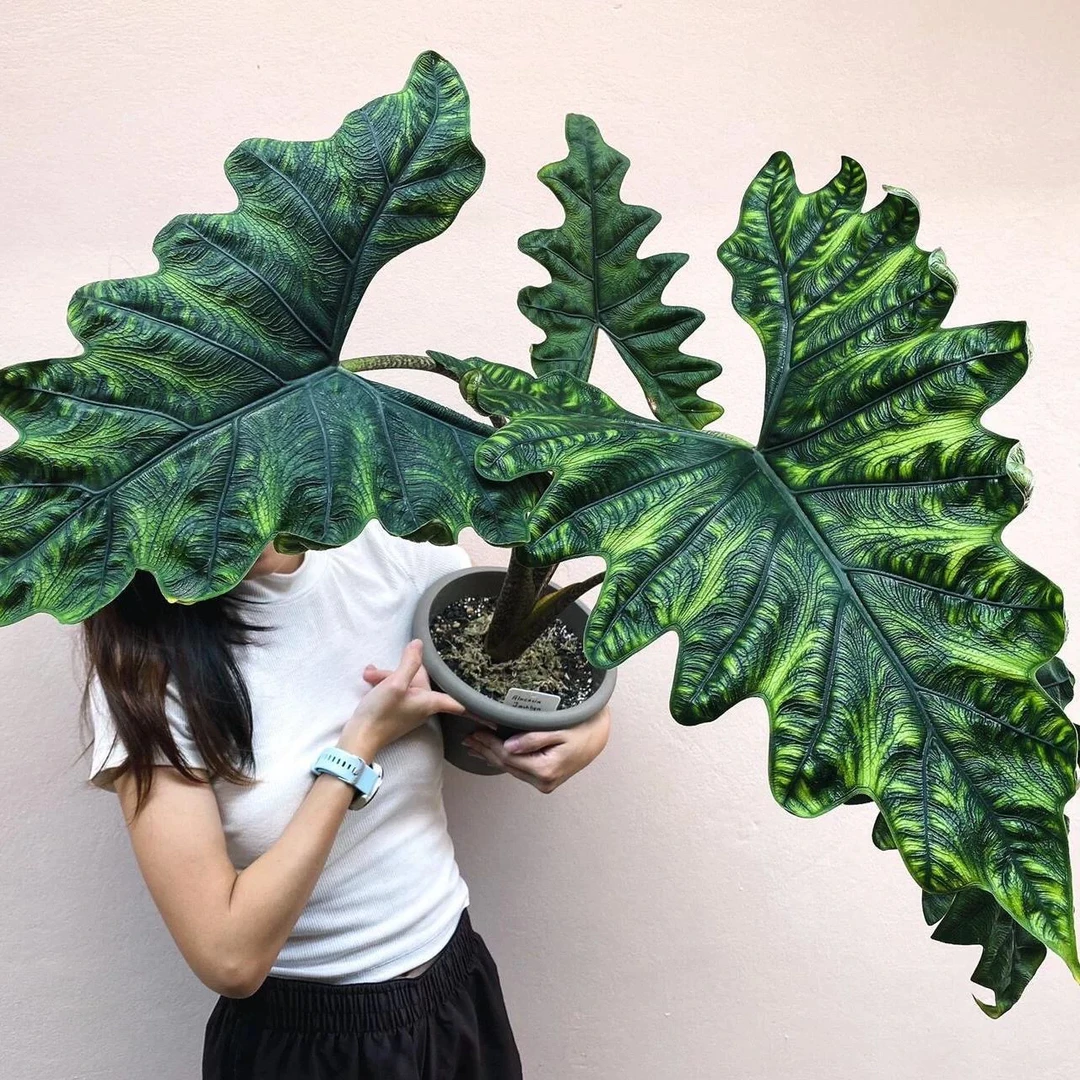 【杰克林·海芋】炫酷新奇！盆栽绿植海芋