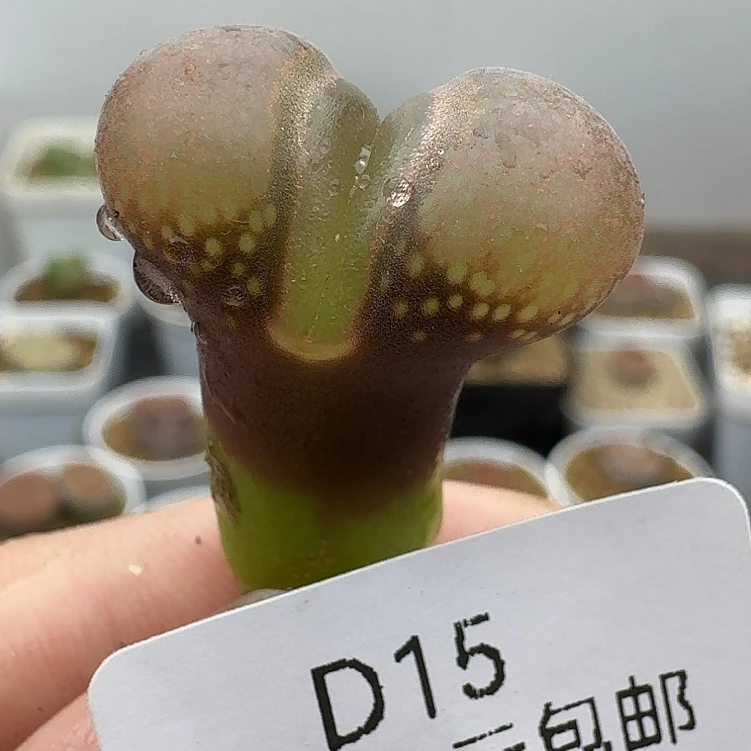 15多肉哈哈哈哈哈哈哈哈