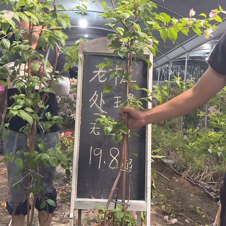 无花朵三角梅三角梅1394