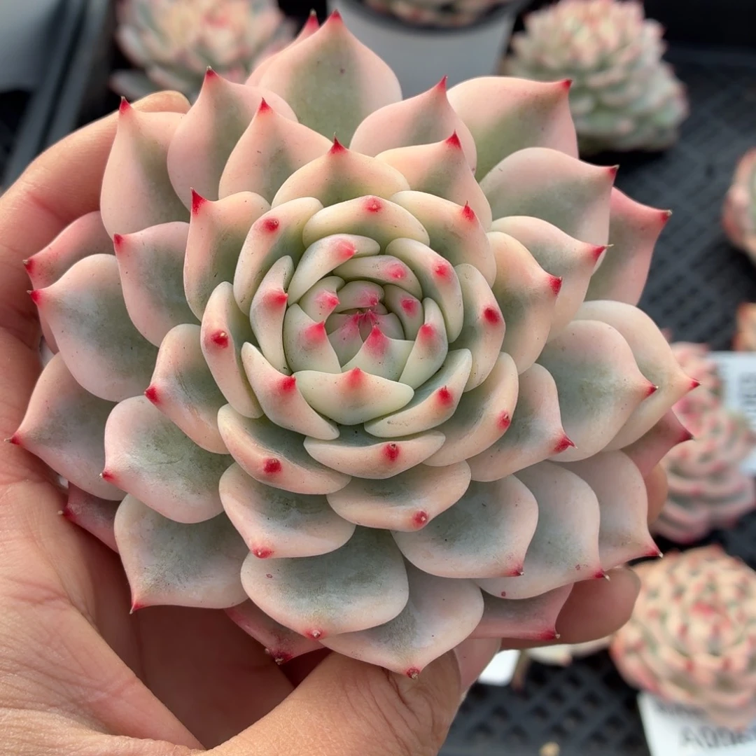 吉娃娃锦多肉植物A0069