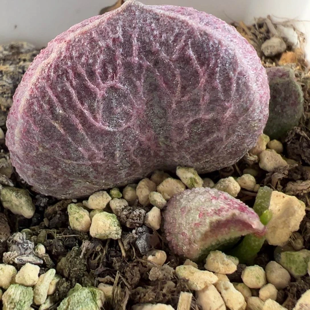 茶 猪肝多肉水泡植物