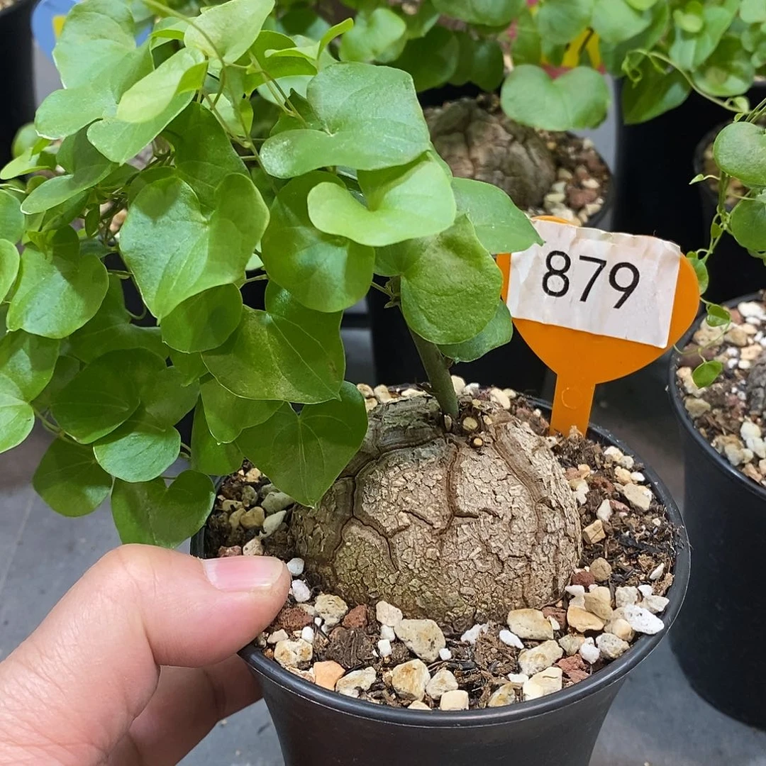 南非龟甲龙龟甲龙