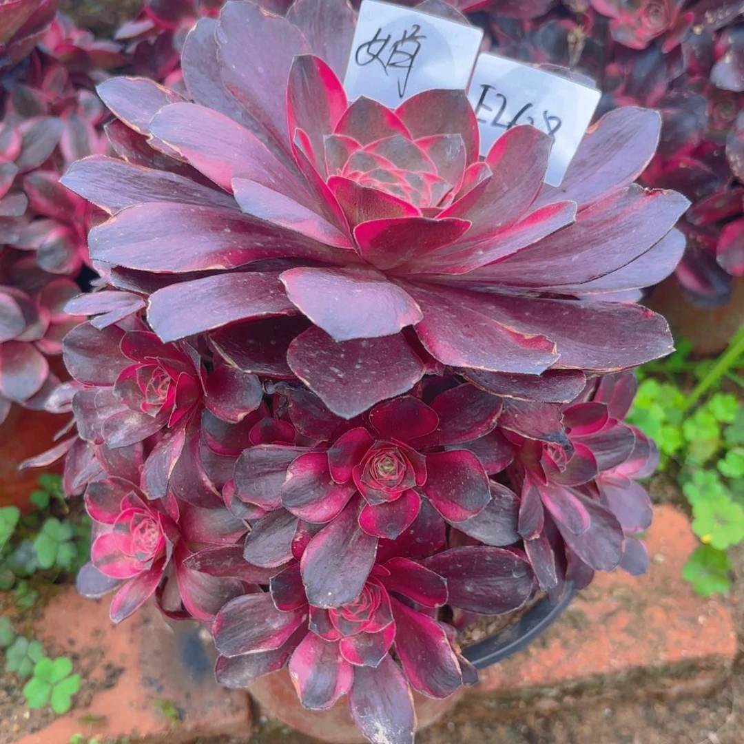 纳福多肉多肉植物26.28号