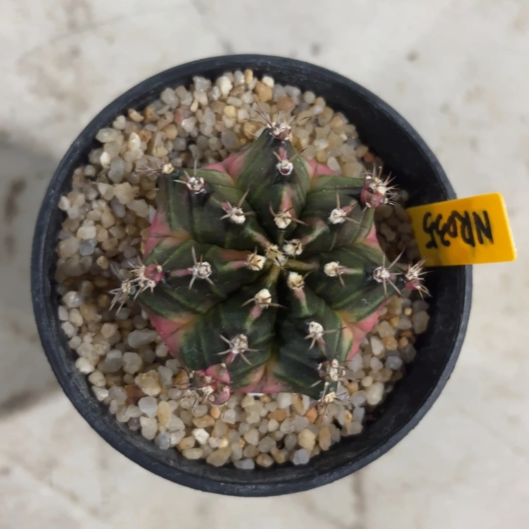 L782-0102泰国发货 泡泡糖