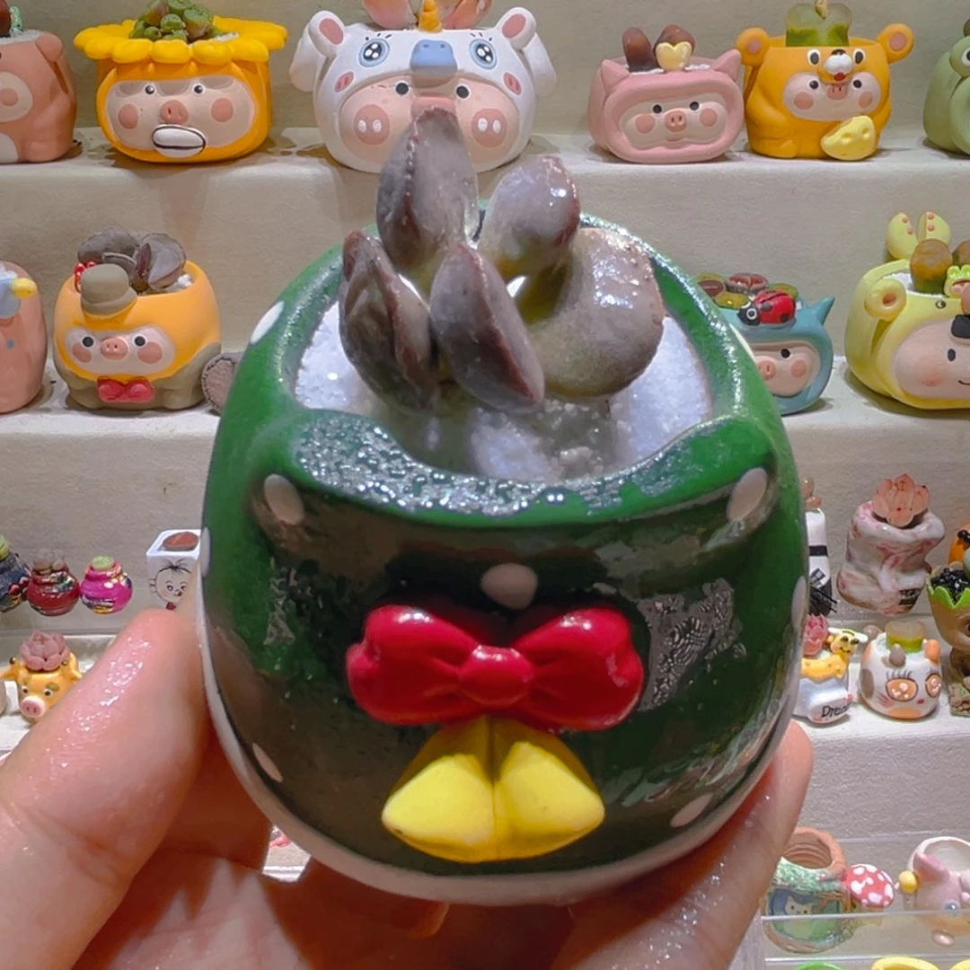 021高端多肉带盆土一套48.8