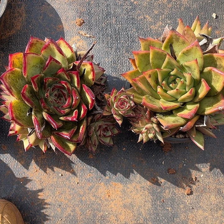 若如东云组拍A483