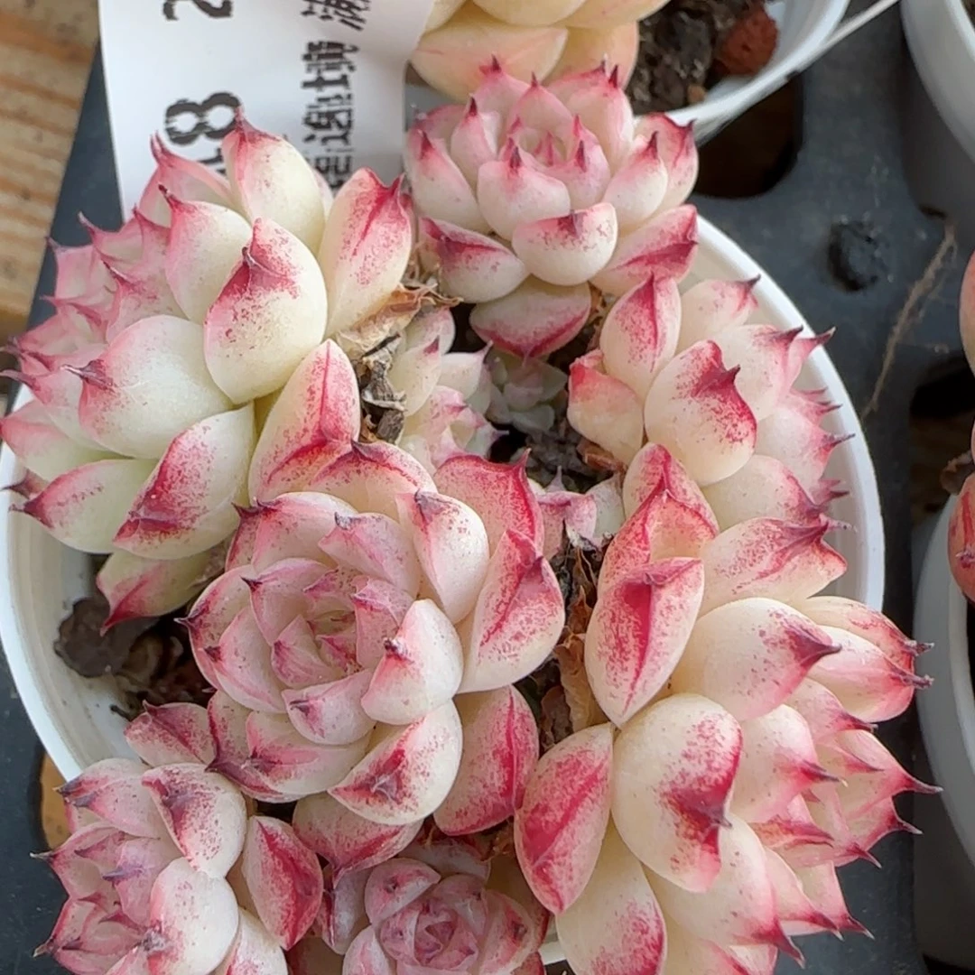 花语逸镜0213-648