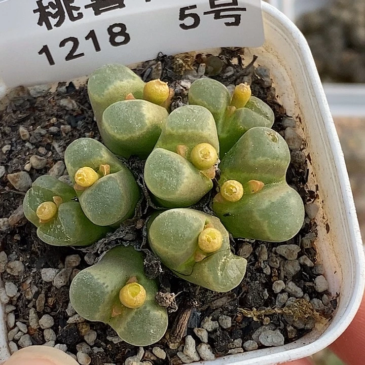 1218-5-糖果炸裂秒。